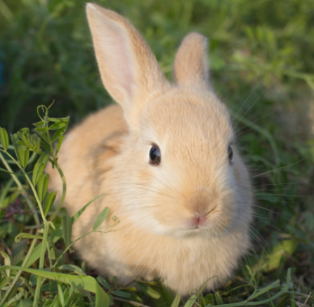 兔子的养殖技术及方法是什么呢