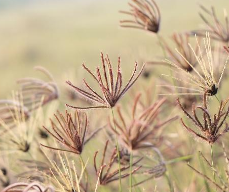 十种招鬼的花分别是什么呢