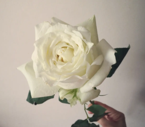 白玫瑰代表什么意思