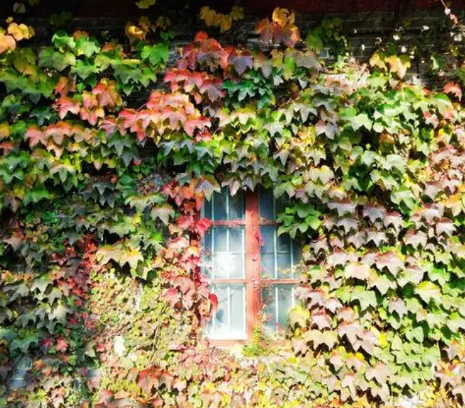 爬山虎的脚是什么呢