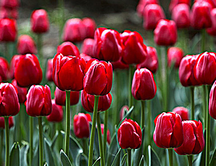 郁金香适合养在室内吗