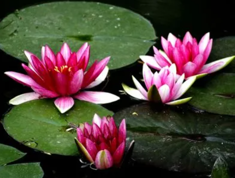 睡莲的养殖方法是什么呢