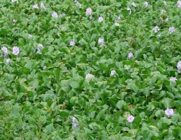 水葫芦是什么植物