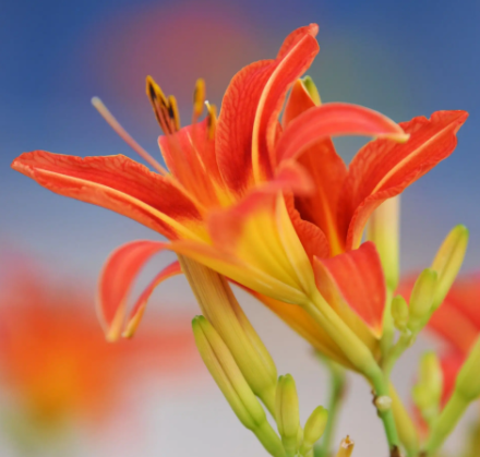 忘忧草是黄花菜吗