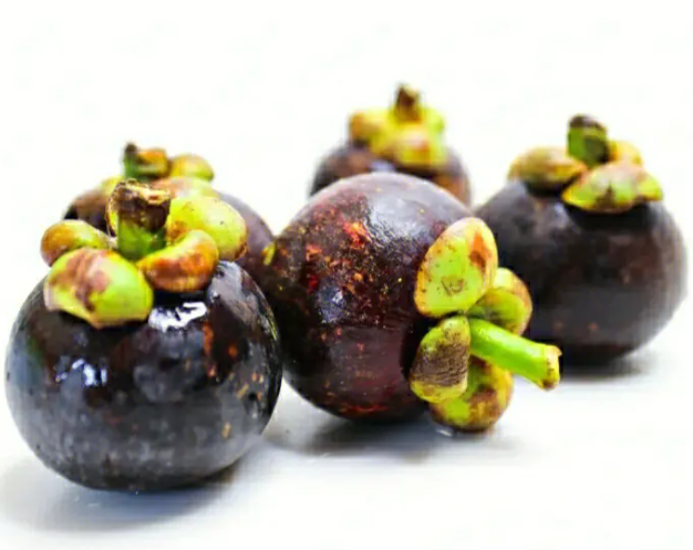 山竹是长在树上还是地上