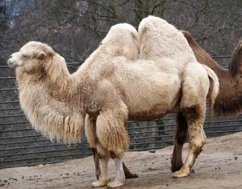 骆驼有几个胃呢