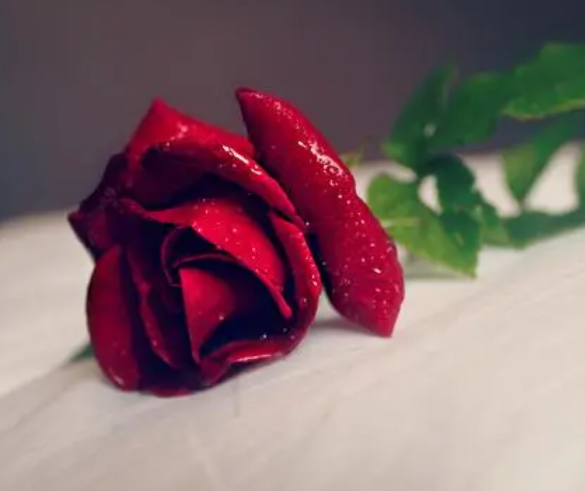 花中之王是什么花