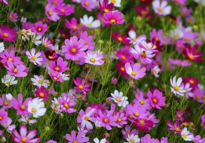 波斯菊种植方法