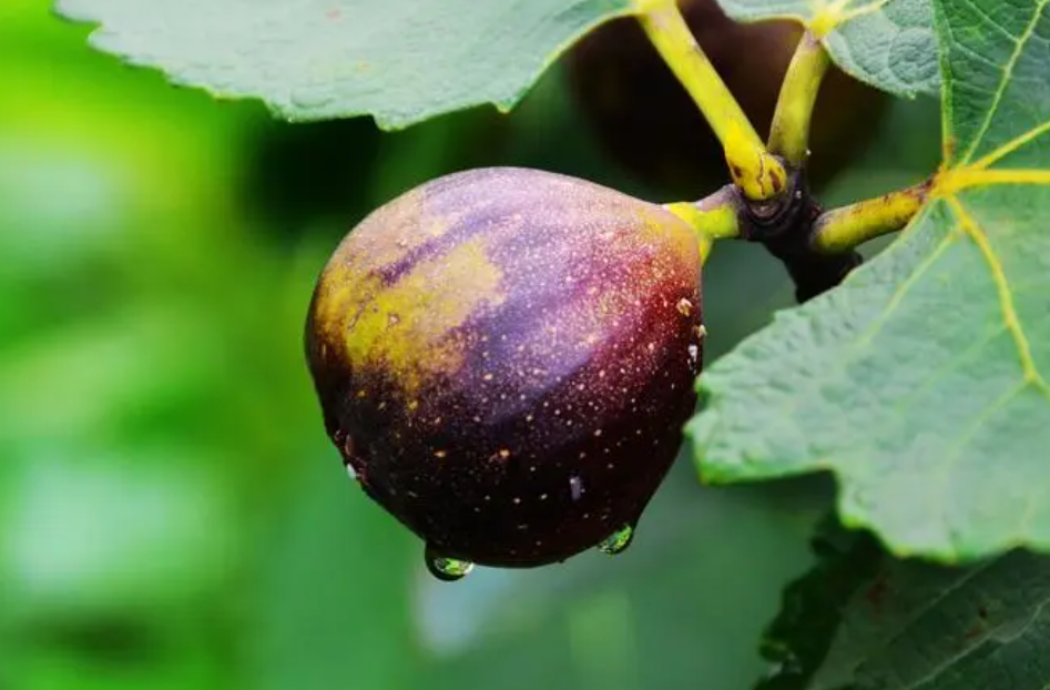 为什么叫无花果