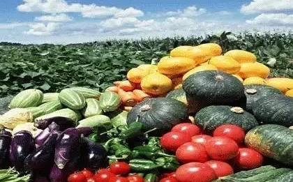 鲜活农产品是什么呢