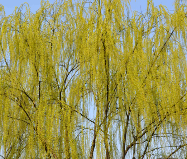 柳树传播种子的方法是什么呢