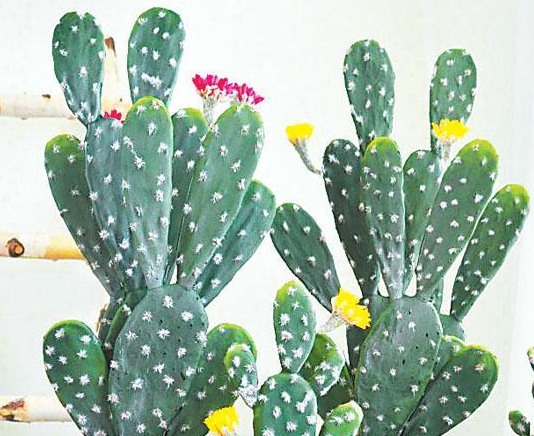 仙人掌为什么不用浇水