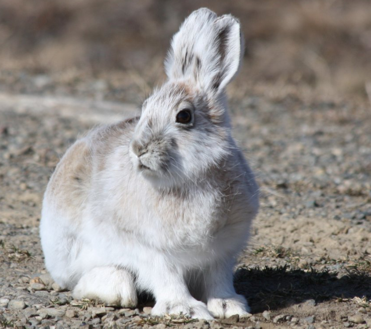 野兔的生活习性如何