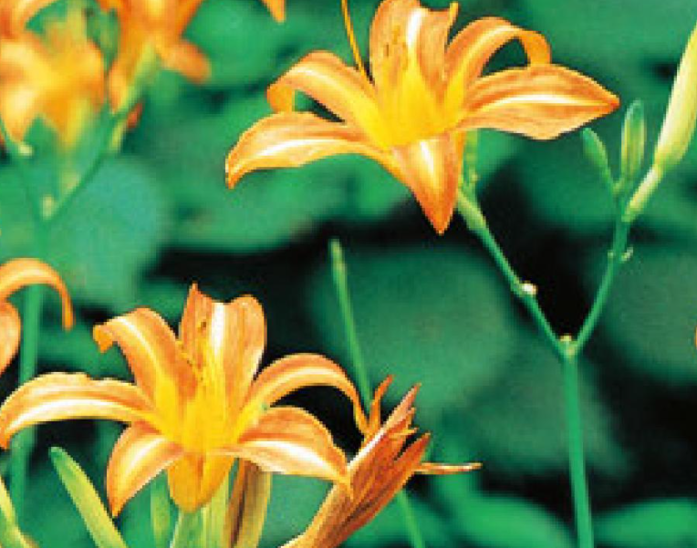 忘忧草就是黄花菜吗