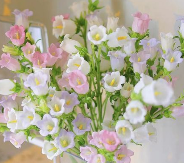 花中仙子是什么花