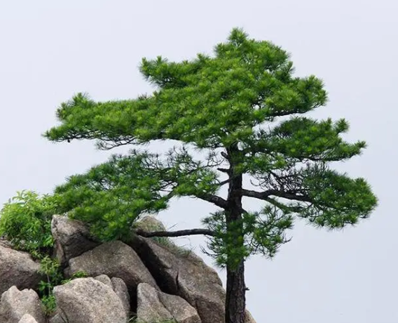 松树的外形特征是什么呢