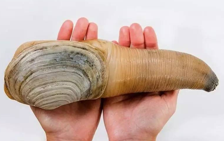 象拔蚌营养好吗