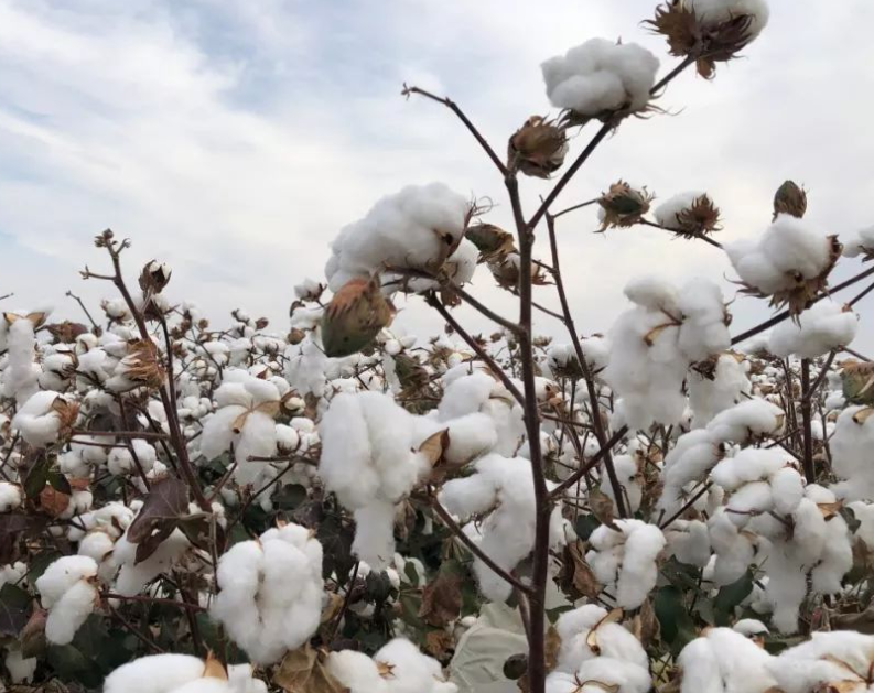 棉花是植物的花吗