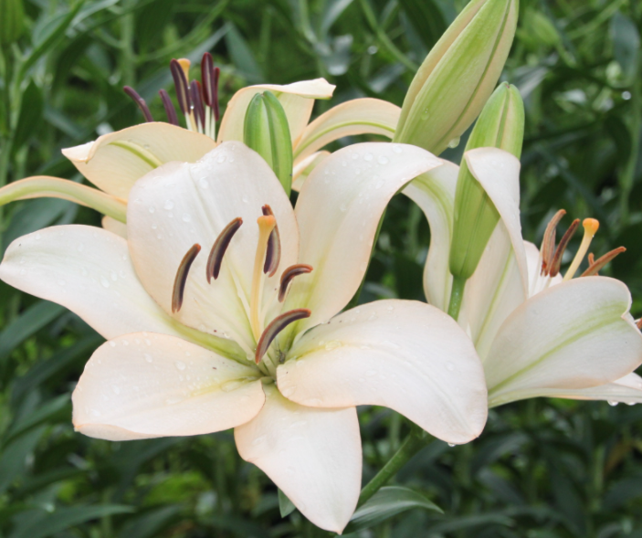 百合花的季节在什么时候