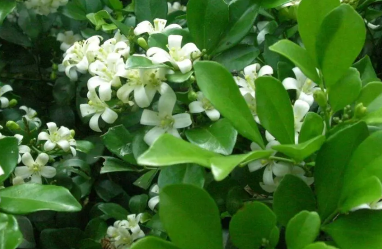 九里香的养殖方法