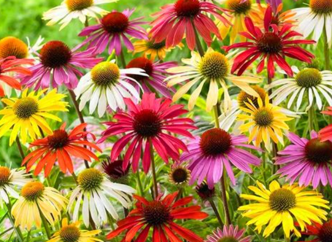 被子植物的一生