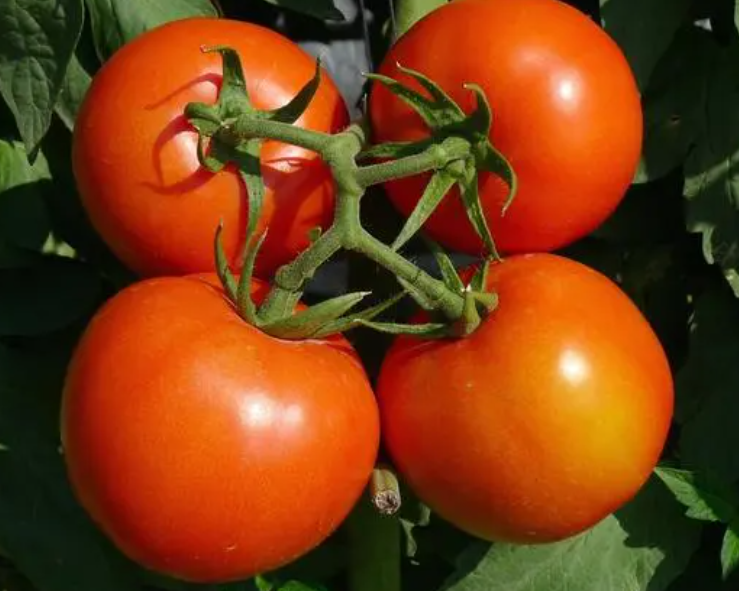 番茄的种植方法