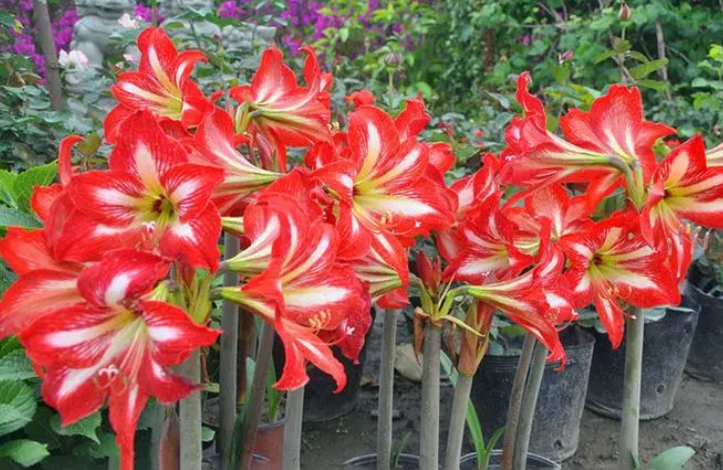 鹤顶红花有毒吗