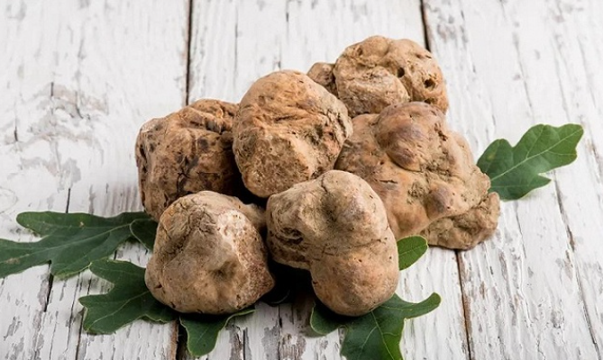 白松露是什么东西