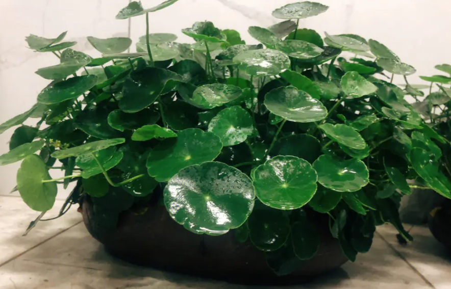 铜钱草的养殖方法和注意事项