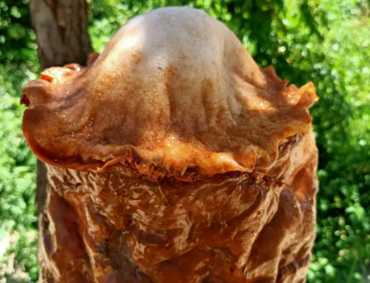 太岁是怎么形成的