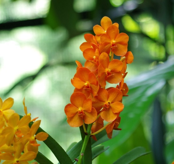 新加坡的***是什么