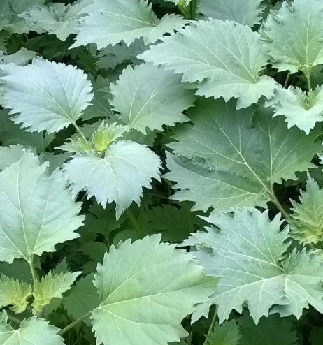 豚草是什么植物