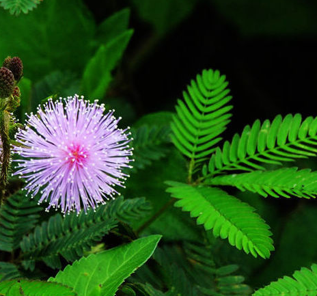 夜来香和含羞草哪个有毒