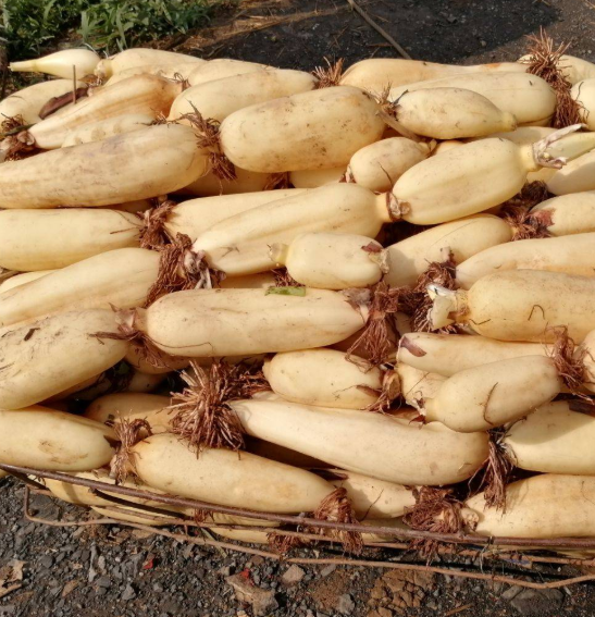 莲藕种植时间及方法