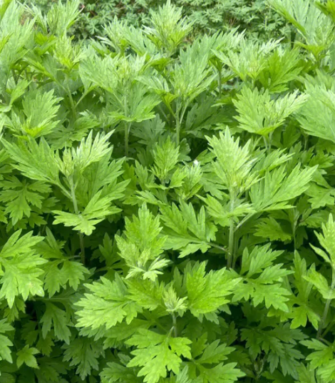 艾草长什么样子图片