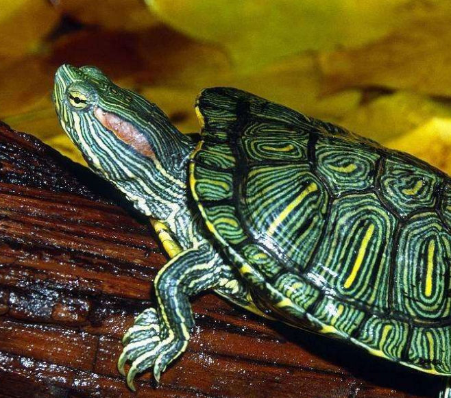 巴西龟怎么分公母