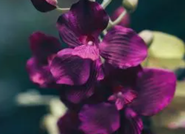 紫罗兰开完花怎么办