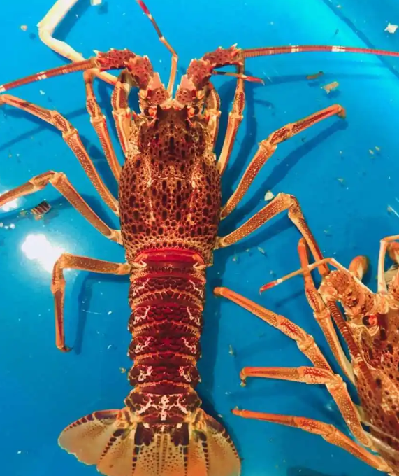 澳洲龙虾养殖
