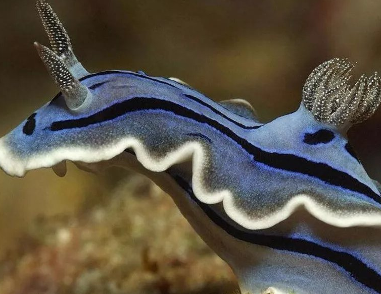 雌雄同体的动物