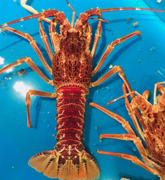 海洋生物有哪些