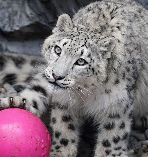 雪豹主要分布在哪个区域