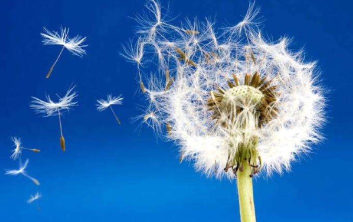 种子的特点和传播途径