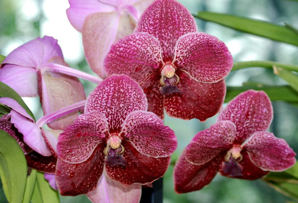 哪种植物会寄生