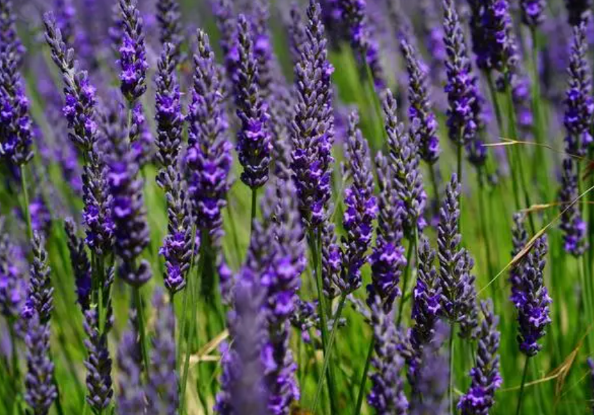 中国最大的薰衣草种植基地在哪里