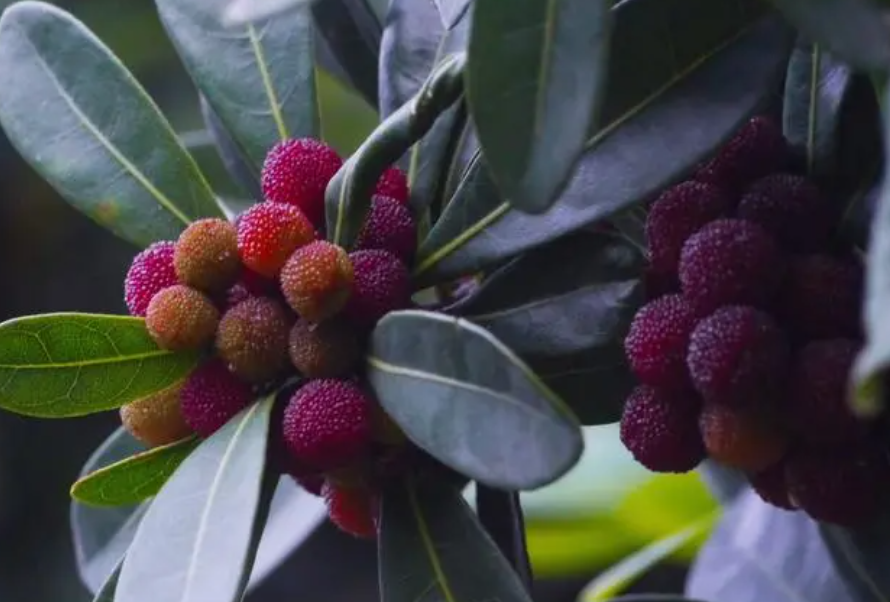 杨梅几月份成熟