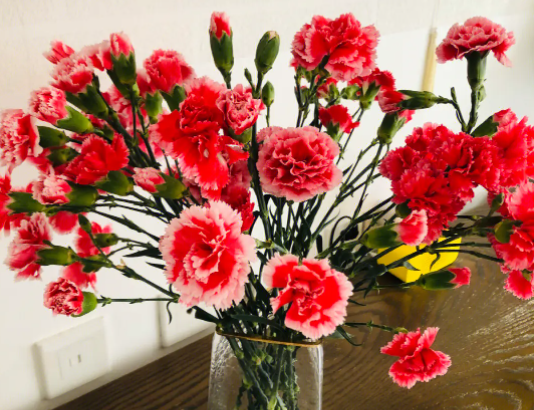 康乃馨的养殖方法和注意事项