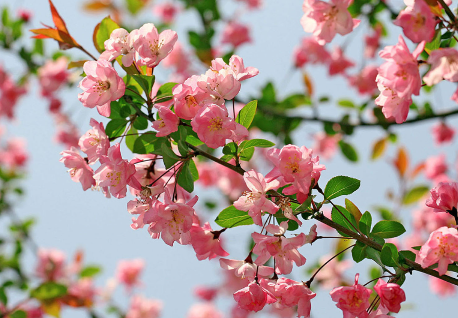 海棠花的图片