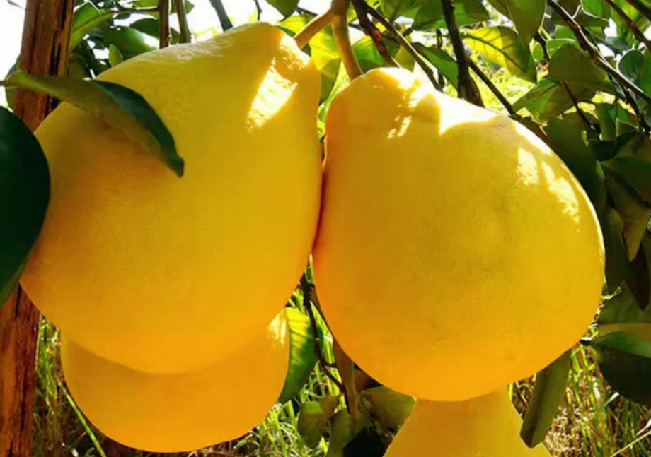 文旦和柚子的区别