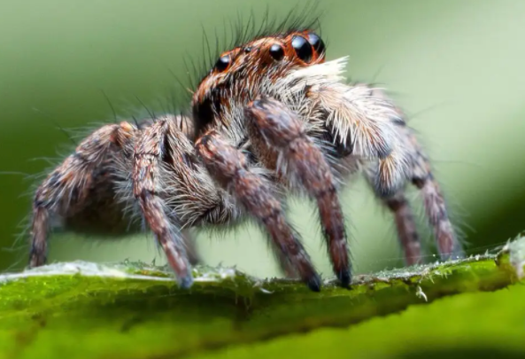 适合小学生养的昆虫