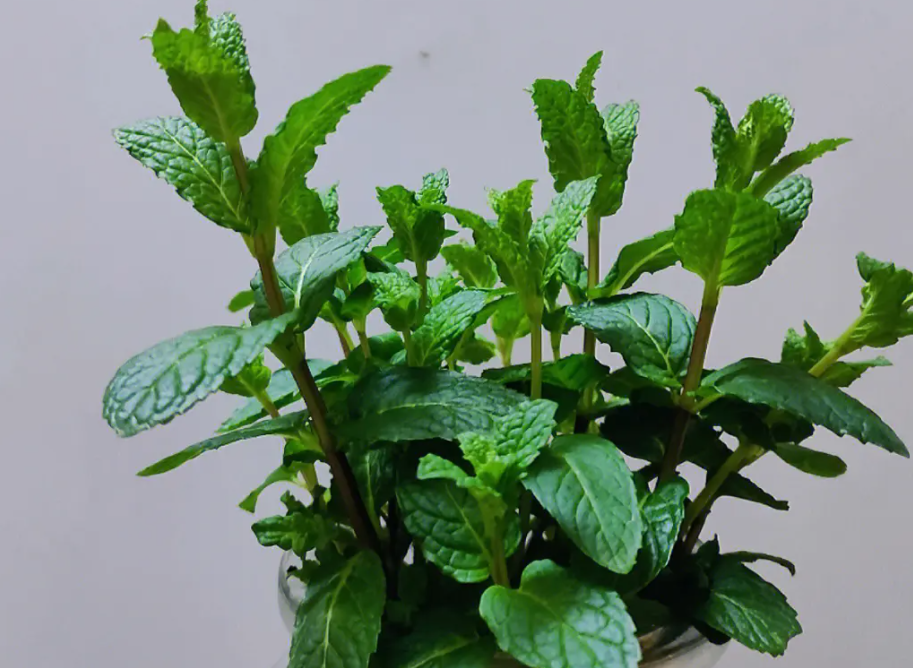 薄荷油多少钱一斤